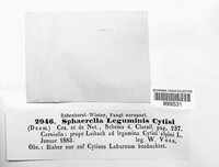 Diplodina leguminis-cytisi image